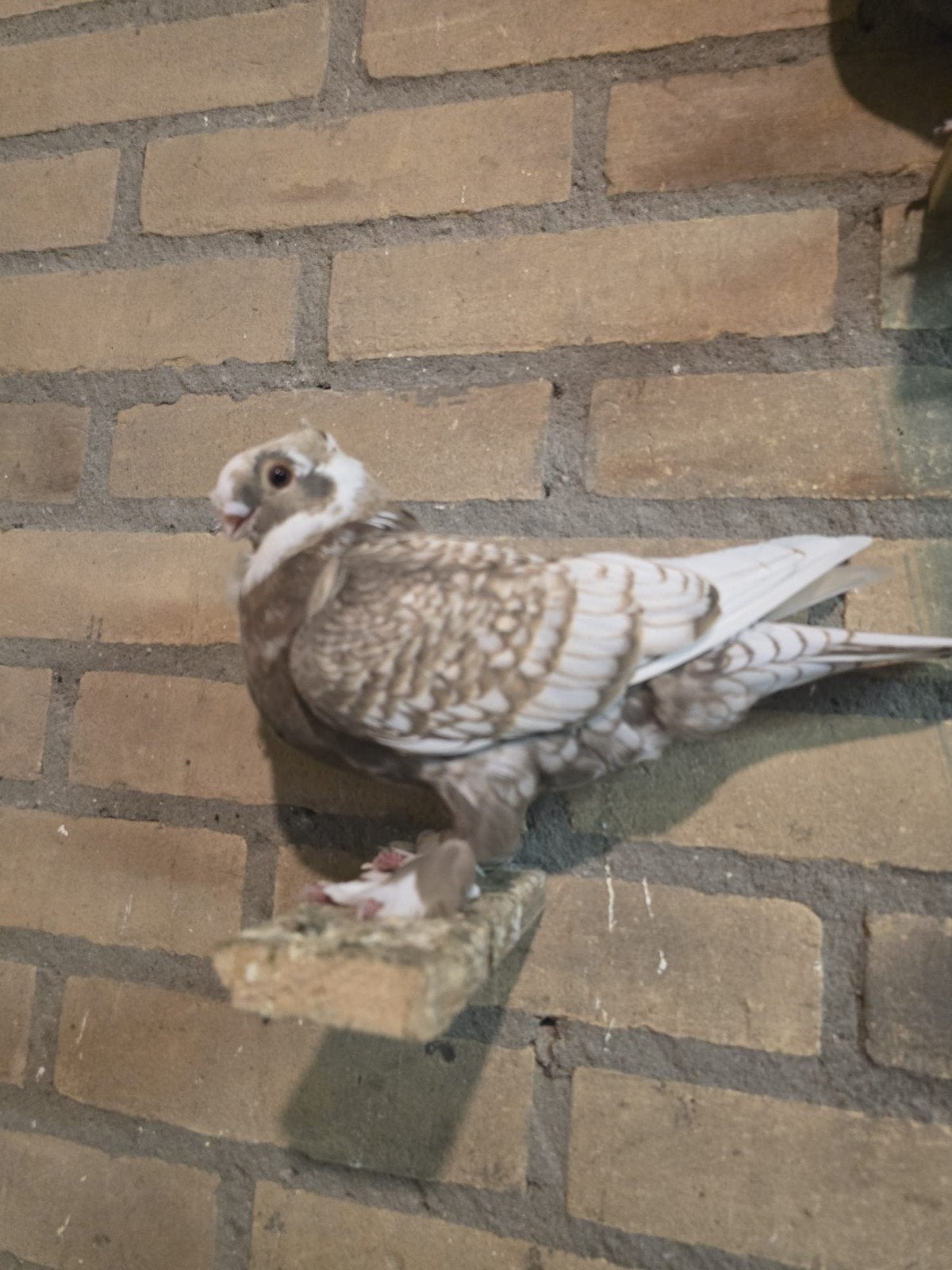 Duif oosterse meeuw, Vrouwelijk, Kropper