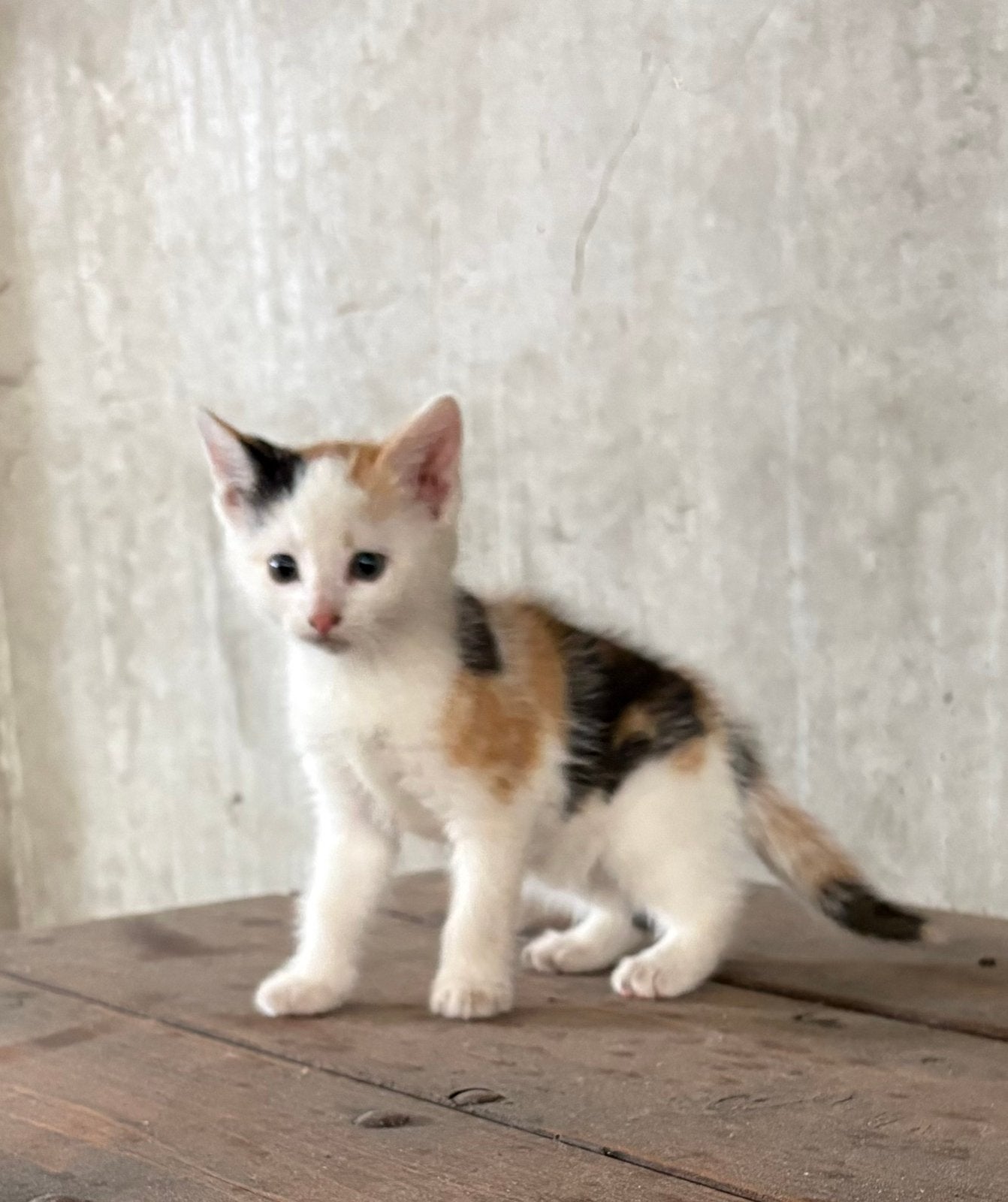 Super lieve kittens, Meerdere dieren