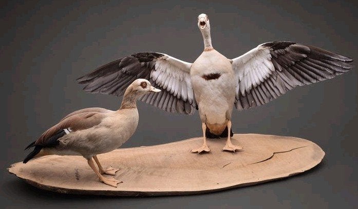 Twee Opgezette Nijlganzen Op Een Stuk Hout Taxidermie, Ophalen, Vogel, Opgezet dier