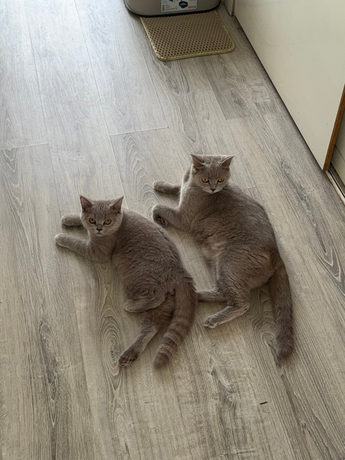 Britse kort haar kat 2 jaar, Dieren en Toebehoren, Katten en Kittens | Overige Katten, Poes