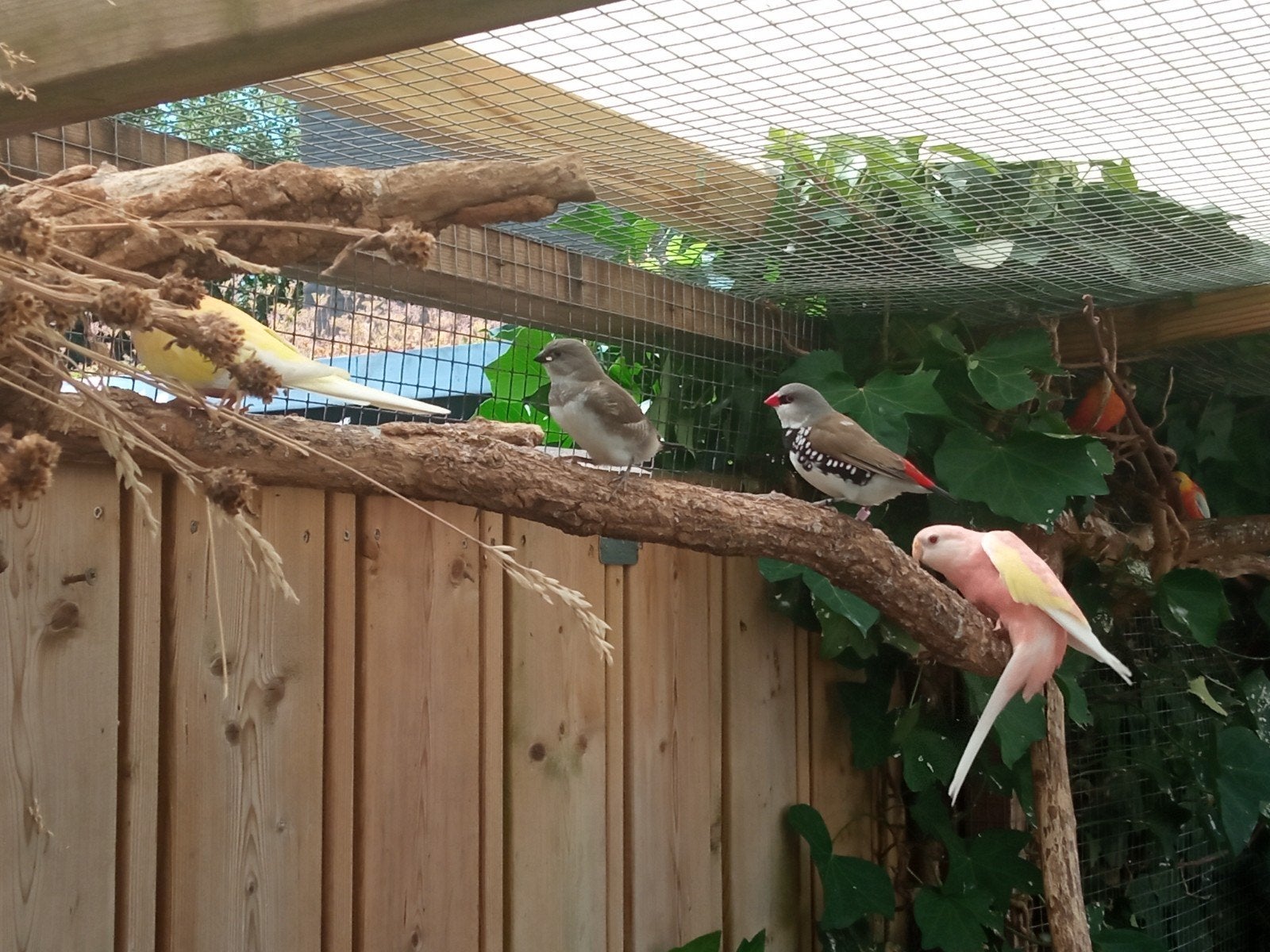 Ruilen Diamantvinken, Meerdere dieren