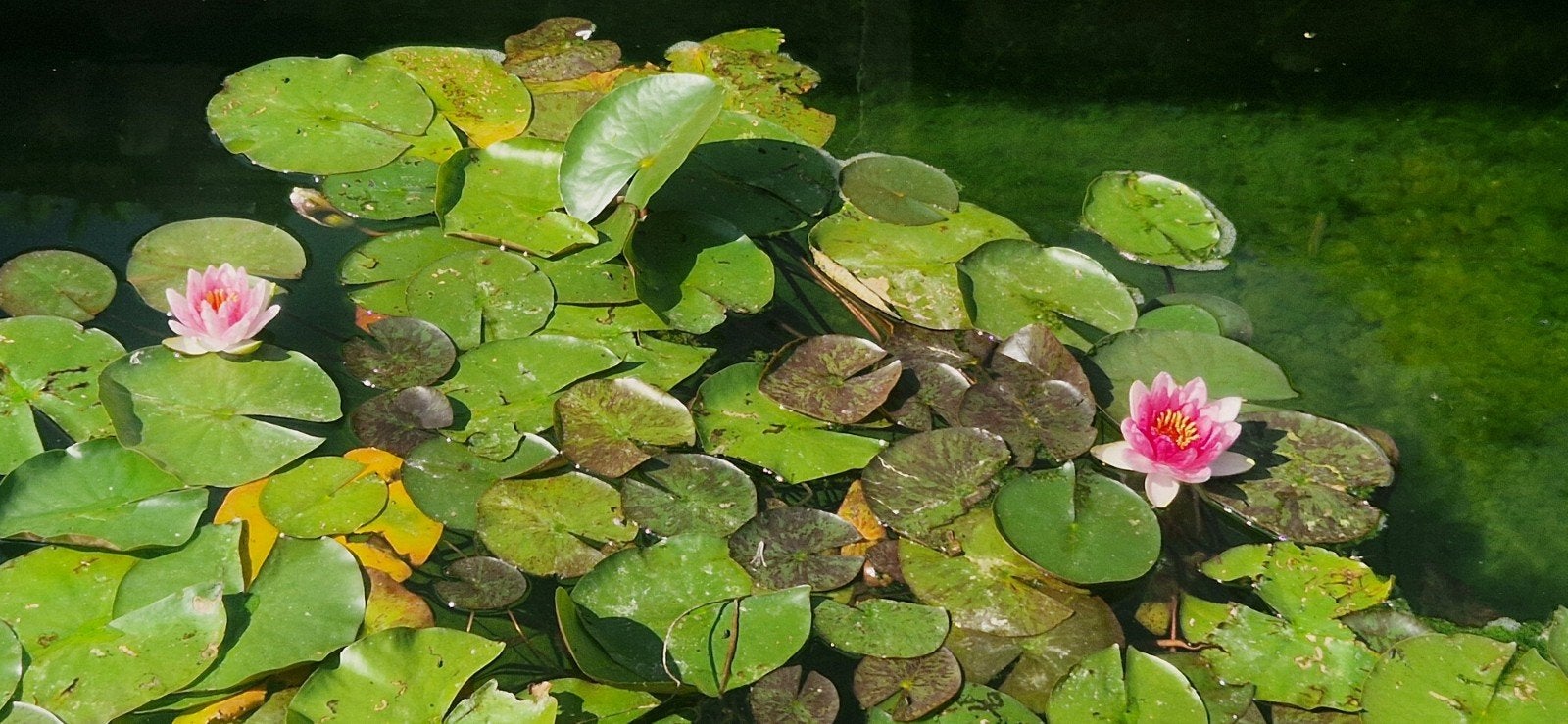 Waterlelie in speciekuip - Ideaal voor vijver of waterpartij, Ophalen, Gebruikt