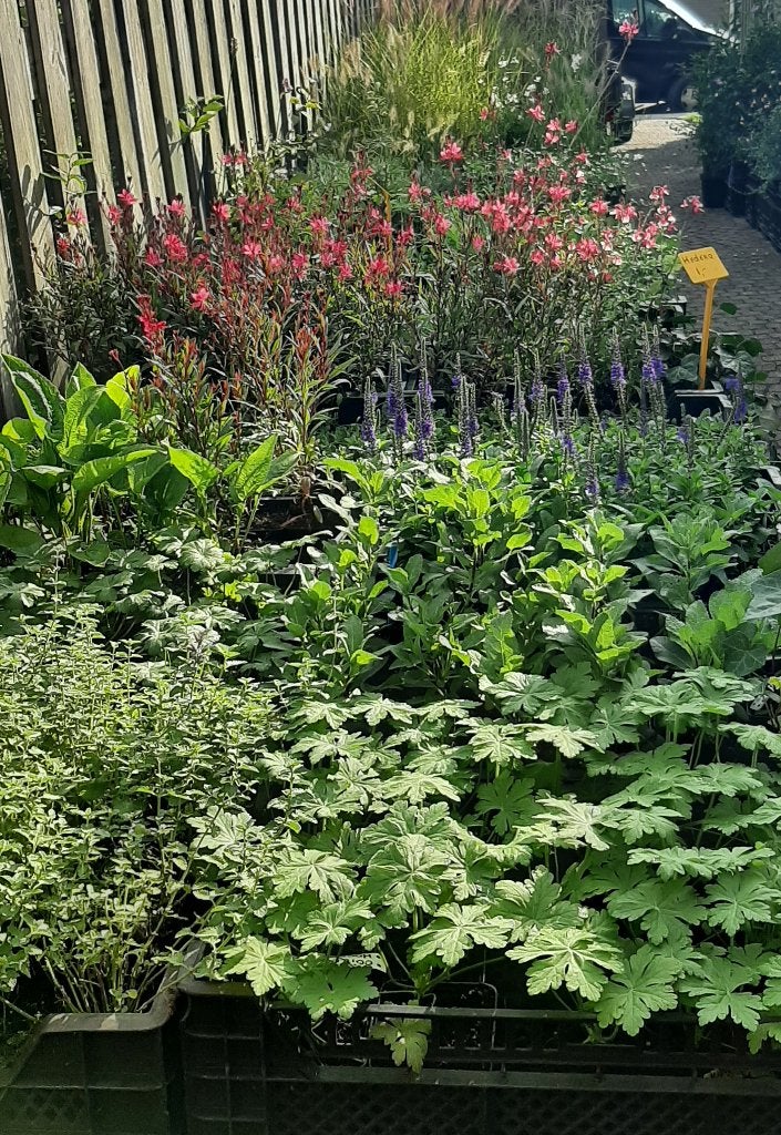 Siergrassen en Vaste planten meer dan 100 soorten, Ophalen, Vaste plant, Overige soorten, Volle zon