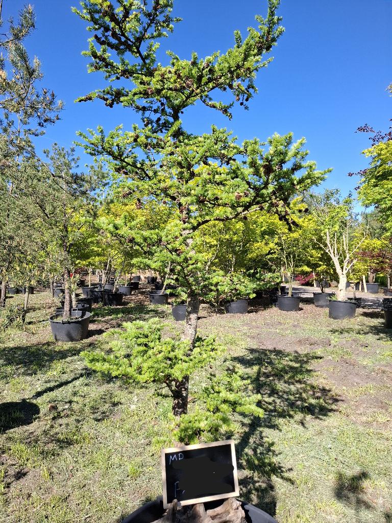 L200  Lariks Kaempferi     270cm, Tuin en Terras, Planten | Bomen, Overige soorten, 250 tot 400 cm, Volle zon, Lente, In pot, Ophalen