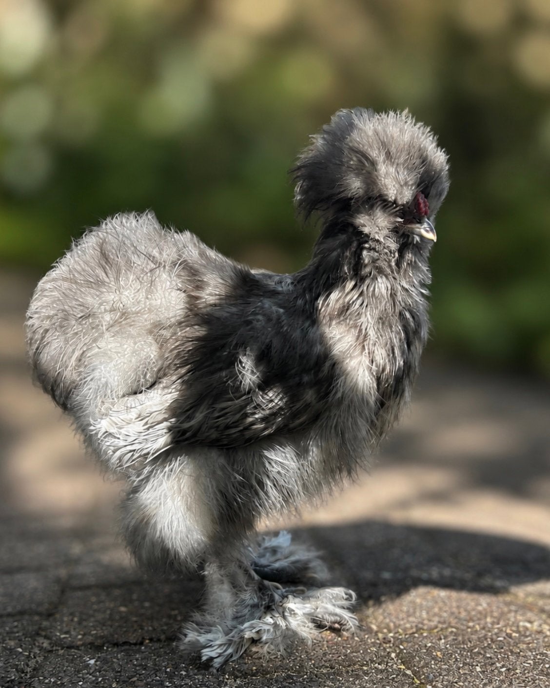 Knappe, lieve zijdehoen haan zoekt een goed plekje!, Dieren en Toebehoren, Mannelijk, Kip