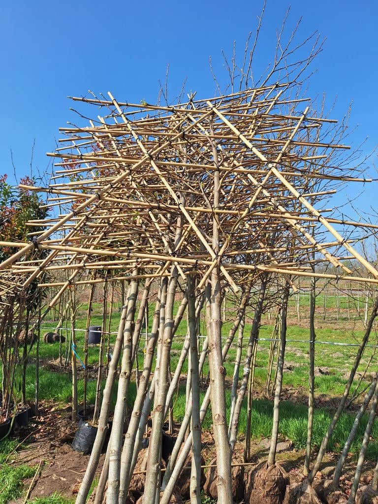 Amberboom hoogstam, leiboom, dakboom Liquidambar Worplesdon, Ophalen, Leiboom