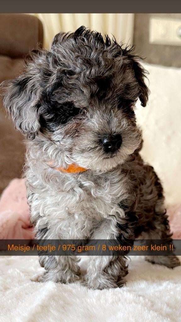 Toy poedel !!  1 teefje 1 reu  8 weekjes !! Echte toys !!, Poedel, 8 tot 15 weken, Meerdere, Meerdere dieren