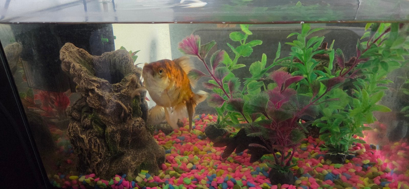 Vissen met aquarium bak, Ophalen