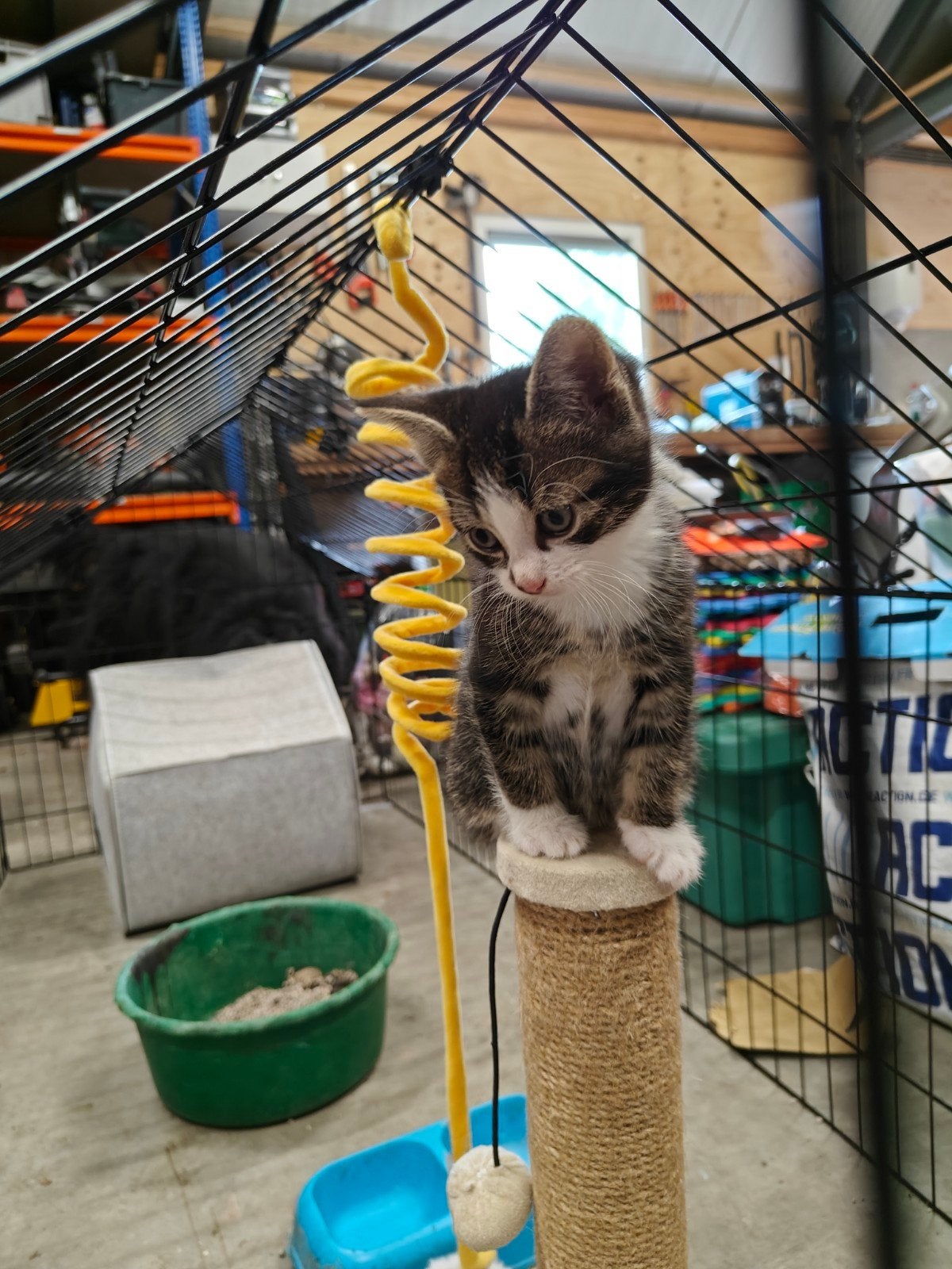 Jonge kittens, Dieren en Toebehoren, Kater, Kortharig, 0 tot 2 jaar