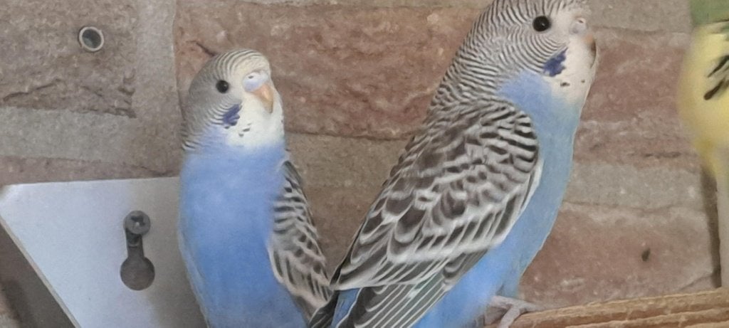 te koop Grasparkietjes, Dieren en Toebehoren, Meerdere dieren, Parkiet, Tam