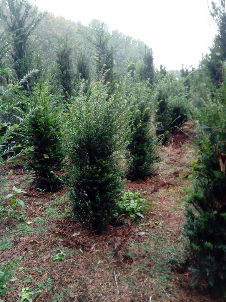 taxus Baccata, Tuin en Terras, Planten | Struiken en Hagen, Ophalen, Taxus, Minder dan 100 cm
