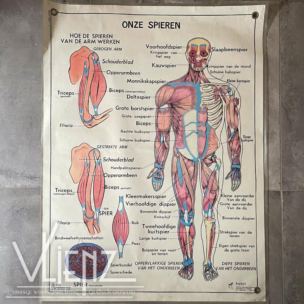 Vintage dubbelzijdige schoolposter Menselijk Lichaam Hebri, Ophalen of Verzenden, Natuur en Biologie