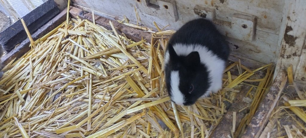 konijnen, Dieren en Toebehoren, Meerdere dieren, Middelgroot, 0 tot 2 jaar