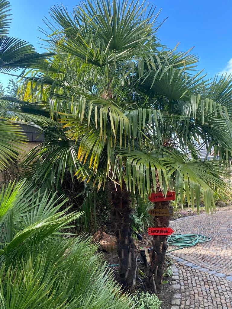 Palmbomen Trachycarpus Fortunei x  Trachycarpus Wagnerianus, Tuin en Terras, Planten | Tuinplanten, Volle zon, Vaste plant, Bloeit niet