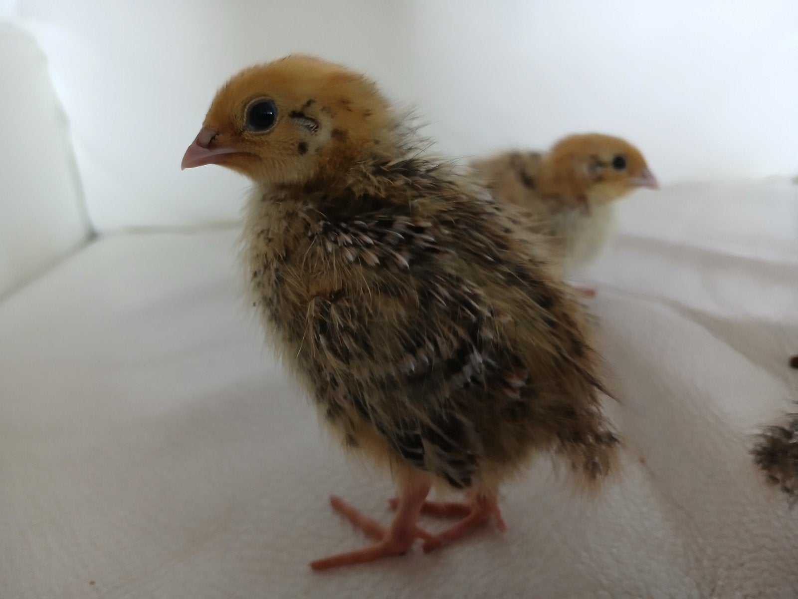 kwartels kuikens, Dieren en Toebehoren, Pluimvee, Meerdere dieren, Eend