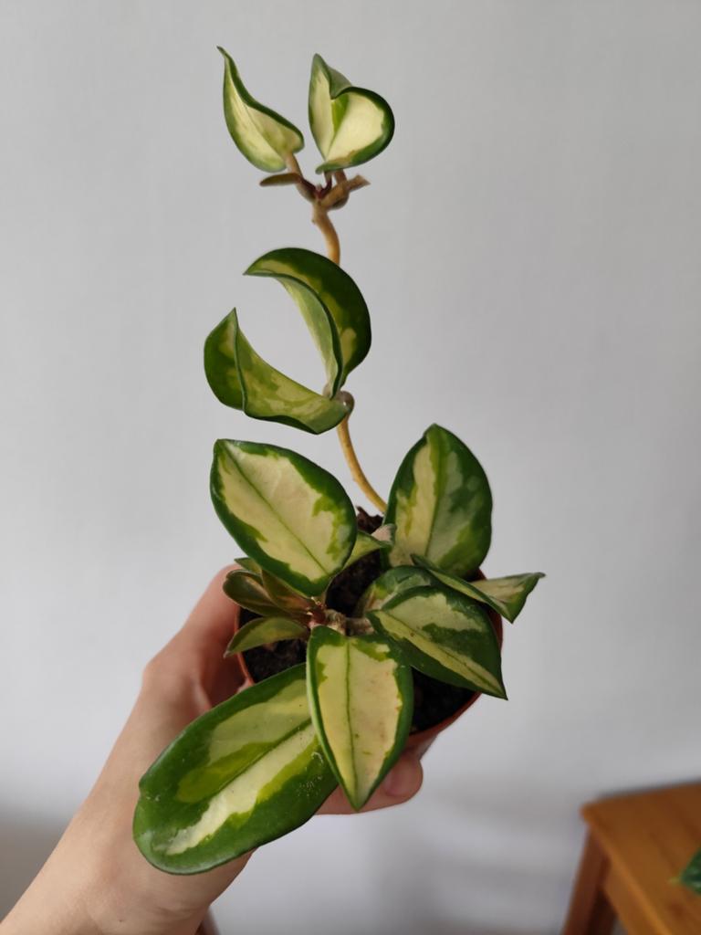 Hoya Carnosa Tricolor - Prachtige Wasbloem, Ophalen, Halfschaduw, Minder dan 100 cm