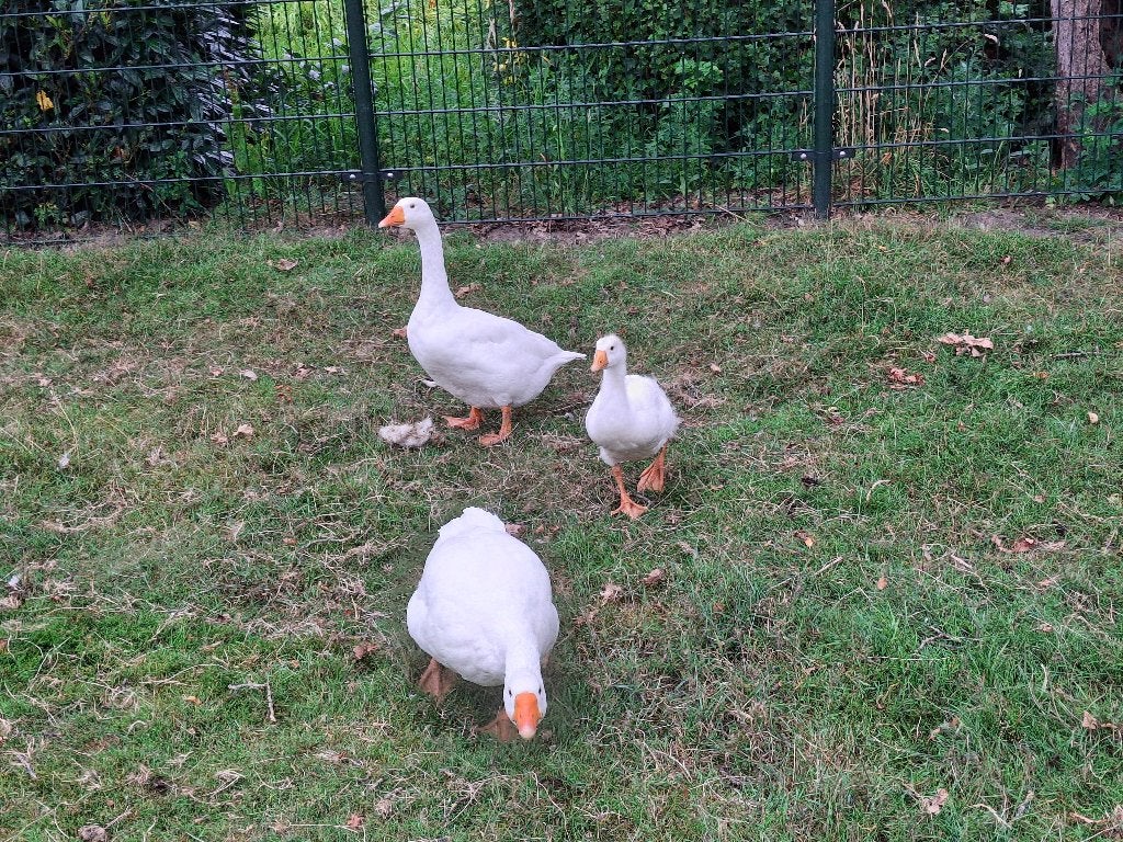 gans, Dieren en Toebehoren, Pluimvee, Geslacht onbekend, Gans of Zwaan