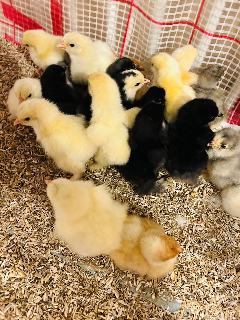 Gesekste Brahma kuikens 1 tot 90 dagen oud, Dieren en Toebehoren, Pluimvee, Geslacht onbekend, Kip