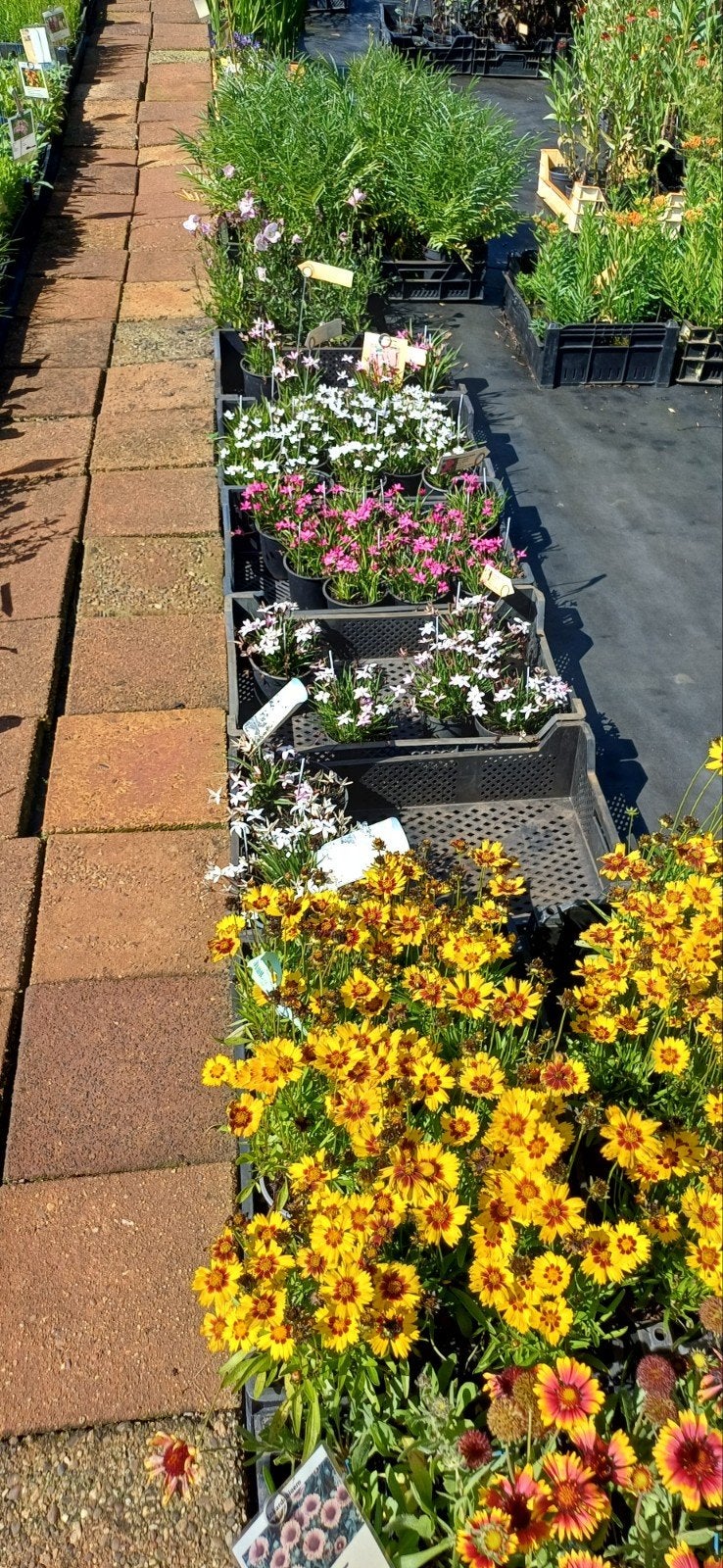 Elke vrijdag en zaterdag open kwekerij, Tuin en Terras, Planten | Tuinplanten, Ophalen, Overige soorten, Halfschaduw