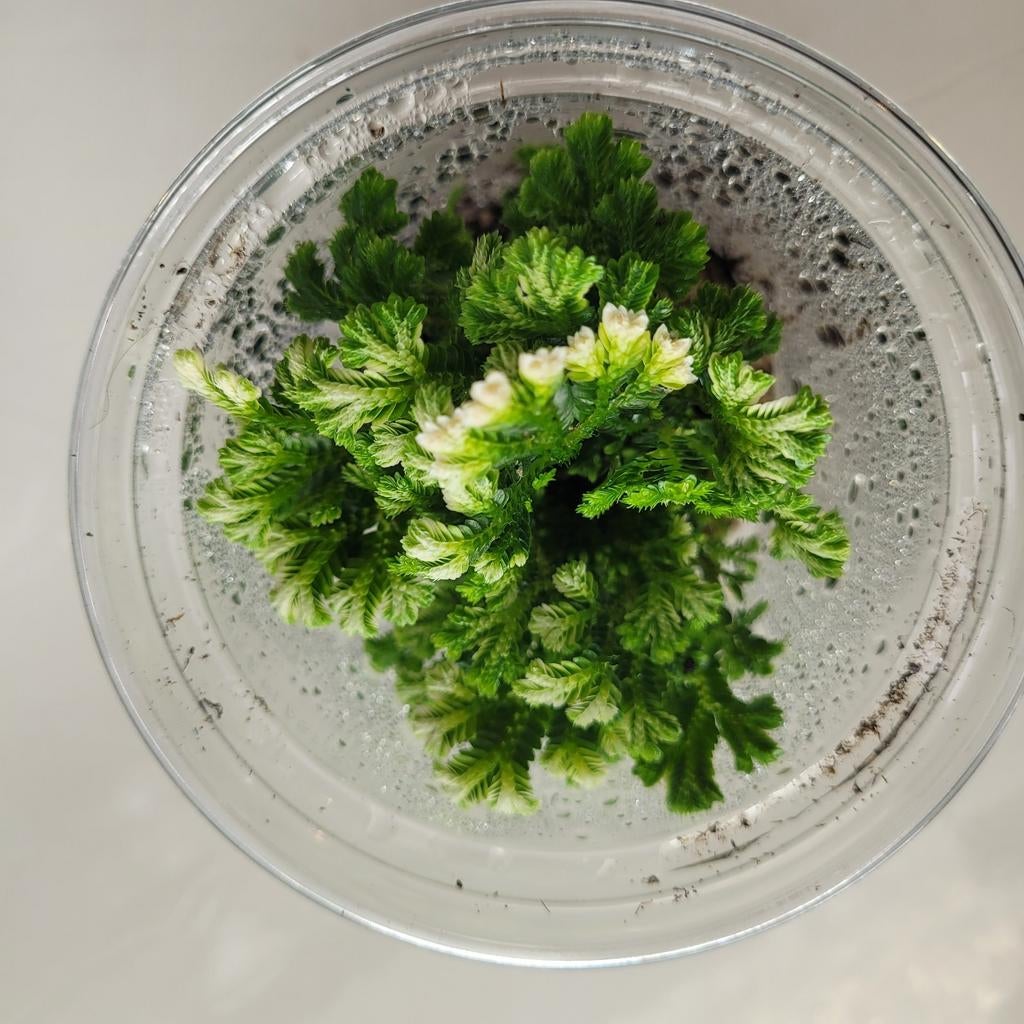 Selaginella martensii in plastic beker, Ophalen of Verzenden, Halfschaduw, Minder dan 100 cm