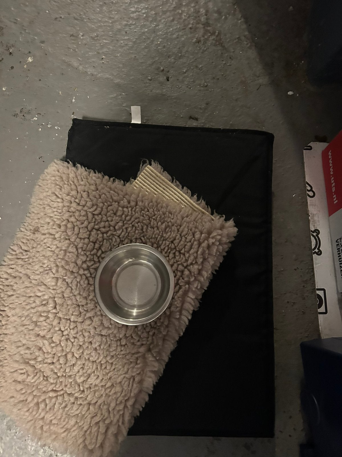Binche kleine hond, Ophalen of Verzenden, Nieuw