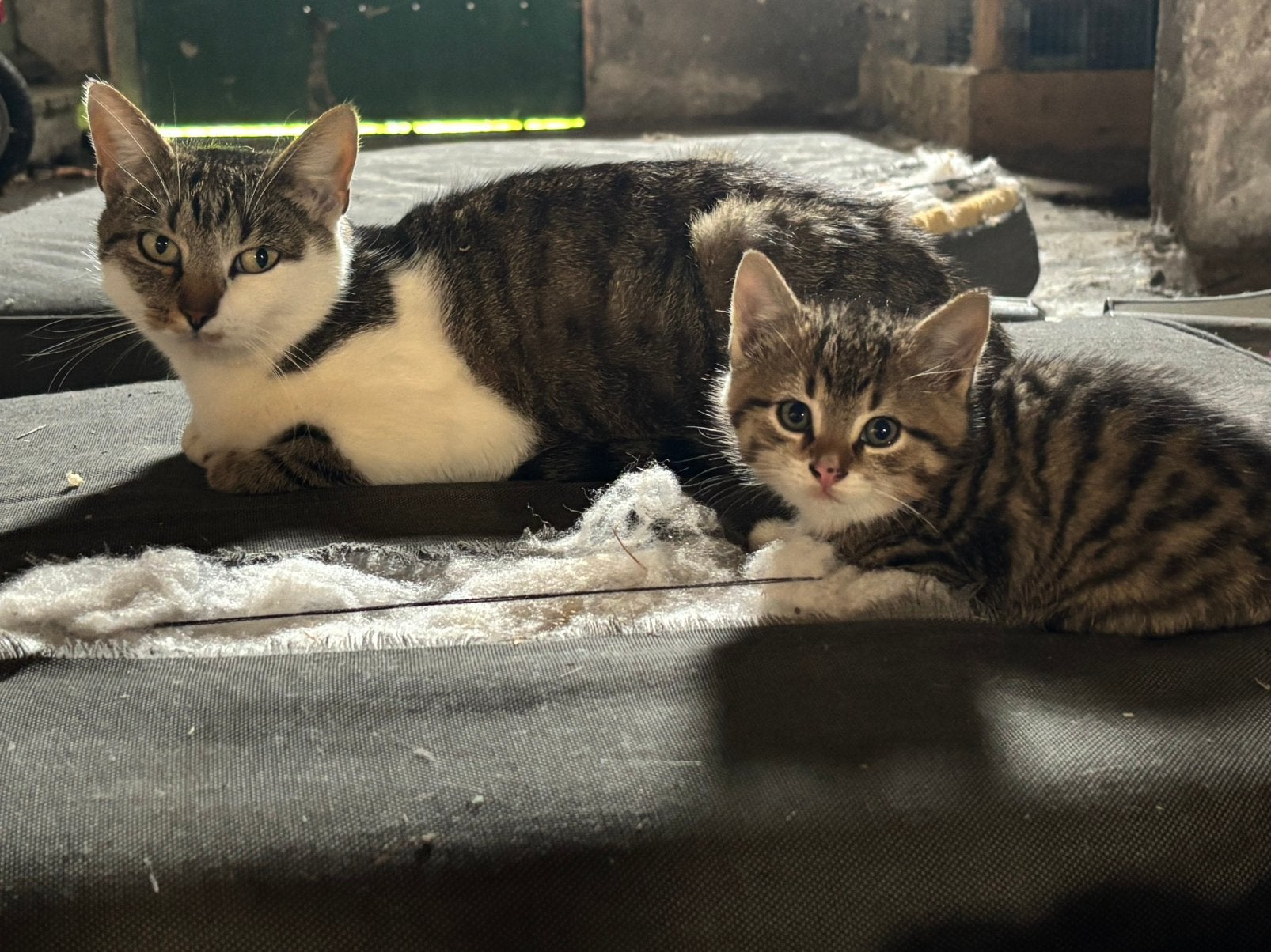 Boerderij kittens, Meerdere dieren, Kortharig, 0 tot 2 jaar