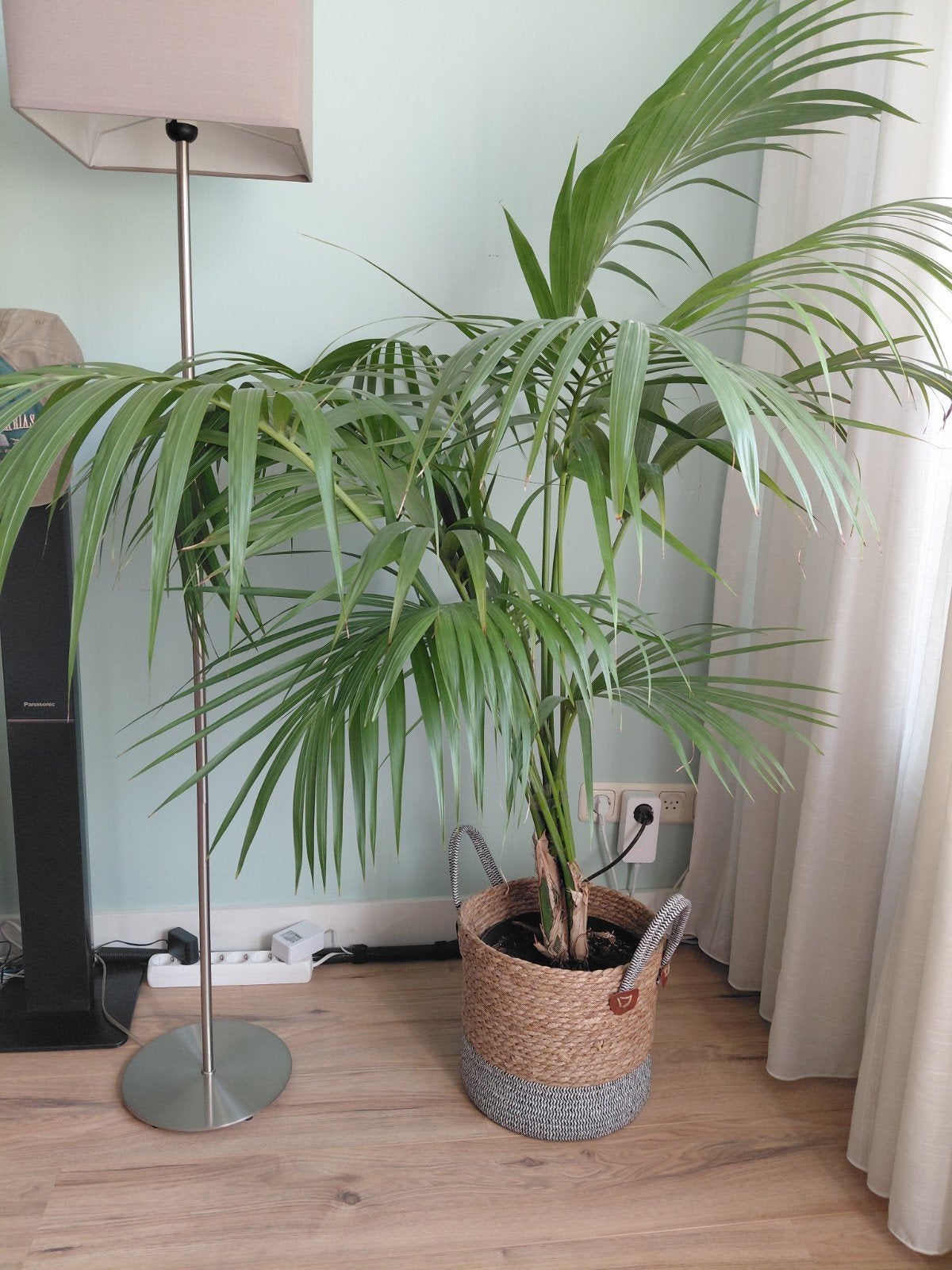 Grote plant inclusief rieten pot, Ophalen, Halfschaduw, Minder dan 100 cm