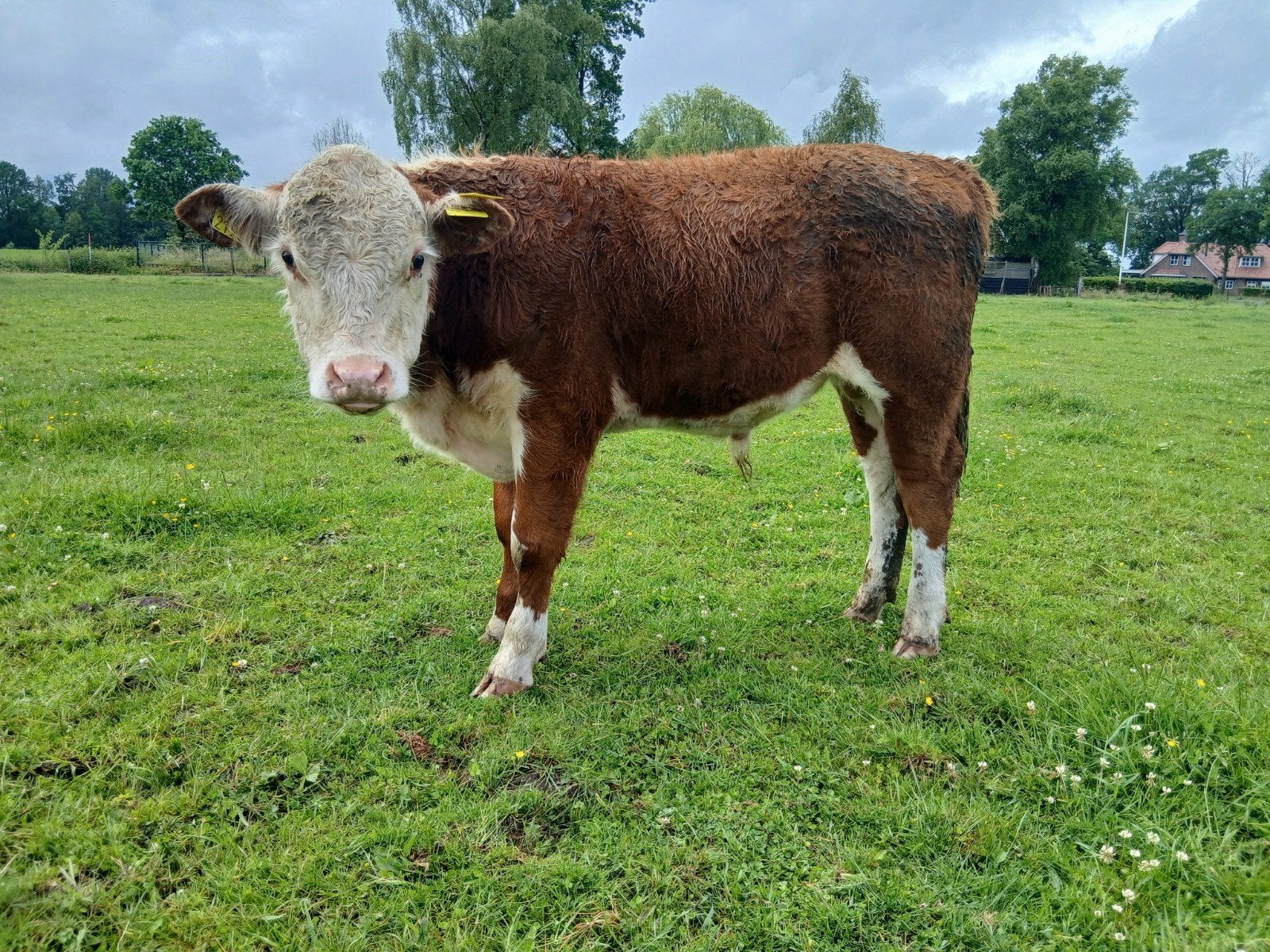 Hereford stiertje, Dieren en Toebehoren, Runderen, Mannelijk, 0 tot 2 jaar