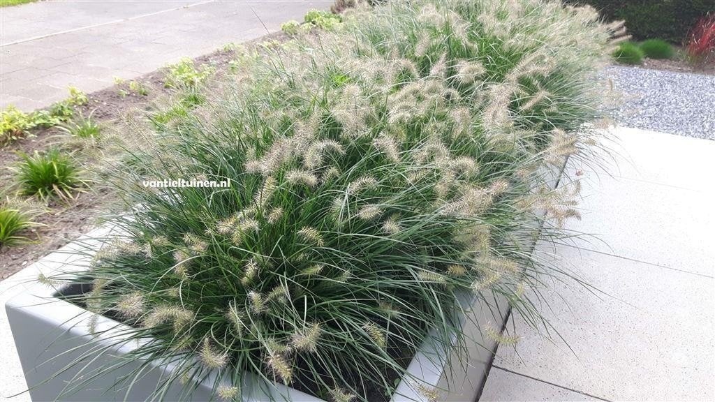 Pennisetum little bunny lampenpoestersgras.vanaf 1,35, Tuin en Terras, Ophalen, Overige soorten, Halfschaduw