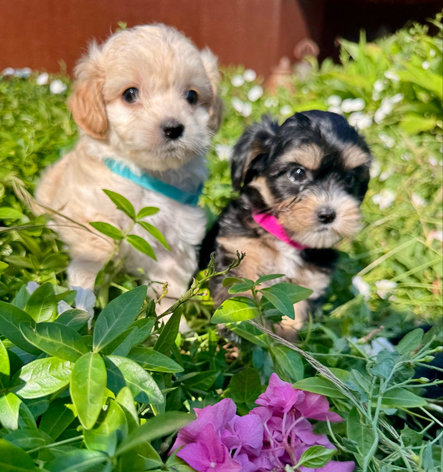 Boomer Pups, 8 tot 15 weken, Meerdere, Meerdere dieren, Klein