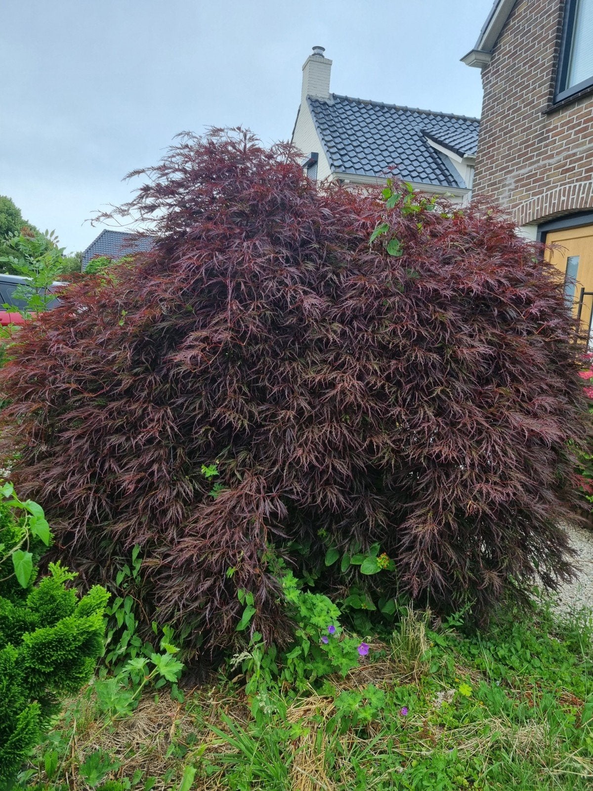 Grote Japanse esdoorn (Acer palmatum), Tuin en Terras, Planten | Bomen, Ophalen, Lente, Bolboom, 100 tot 250 cm