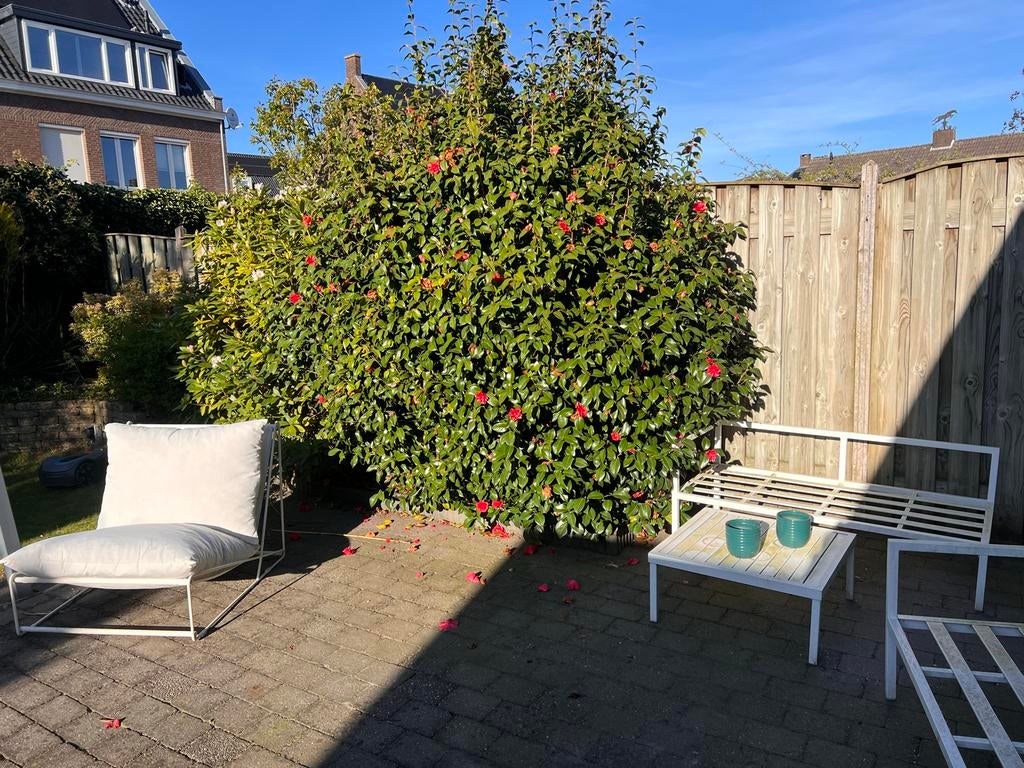 Struiken en boom, Ophalen, Overige soorten, Minder dan 100 cm
