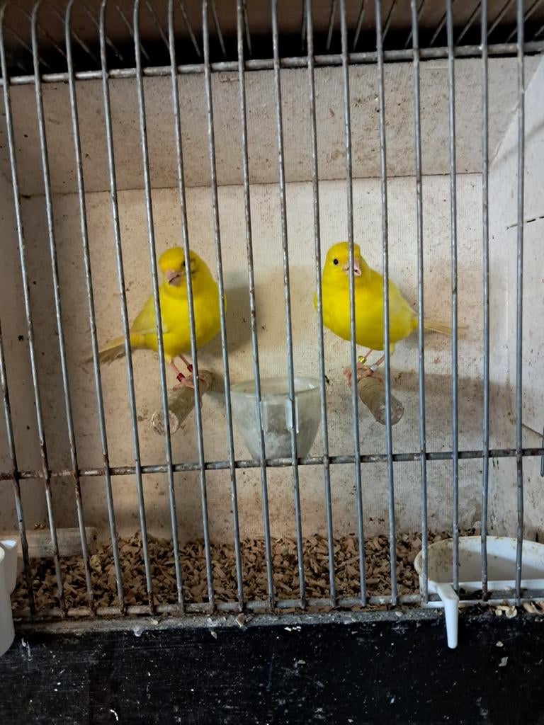 Gele kanaries, Dieren en Toebehoren, Vogels | Kanaries, Meerdere dieren, Kleurkanarie