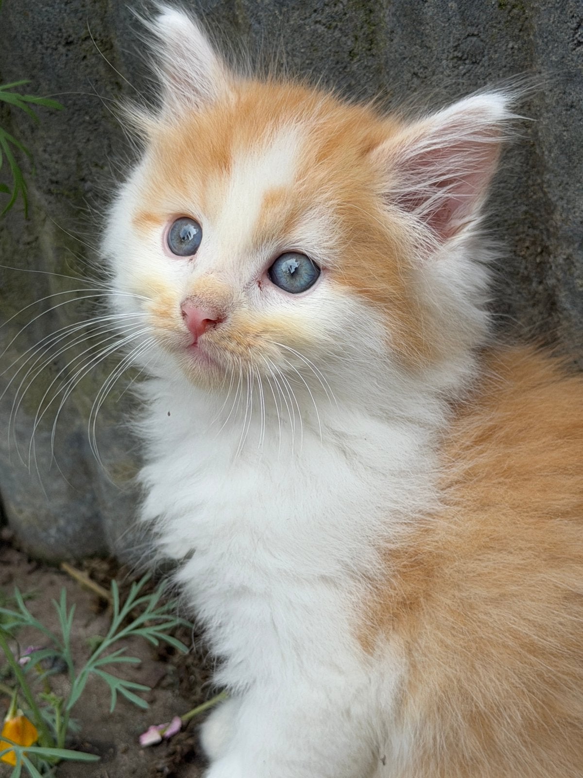 Kittens aangeboden (moeder Maine Coon), Dieren en Toebehoren, Katten en Kittens | Overige Katten, Langharig, 0 tot 2 jaar