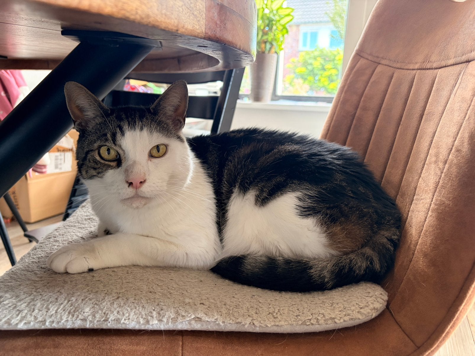 Kater 10 jaar, Kater, Kortharig, 6 jaar of ouder