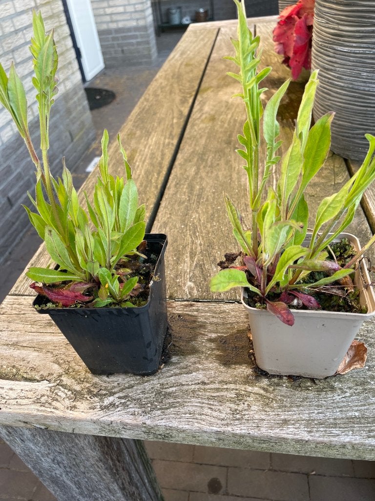 Knautia macedonica of beemdkroon, Volle zon, Vaste plant, Lente, Ophalen