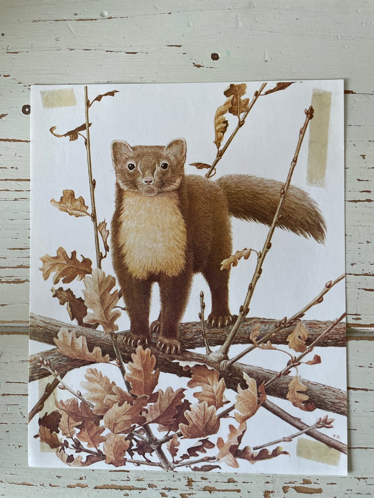 Boommarter Prent - Artis Zoogdieren uit Europa, Gebruikt, Ophalen of Verzenden, Voor 1940, Dier