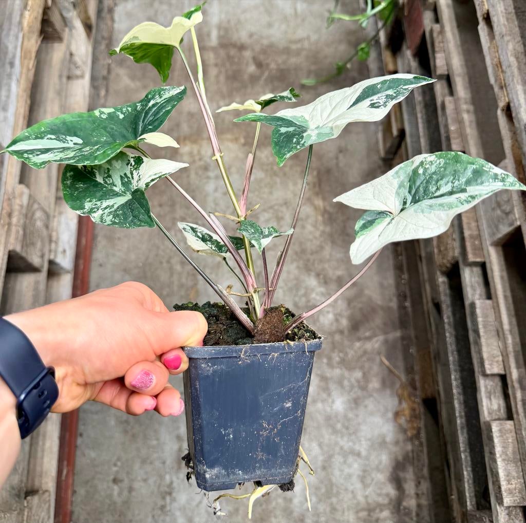 Syngonium Albo, Huis en Inrichting, Ophalen of Verzenden