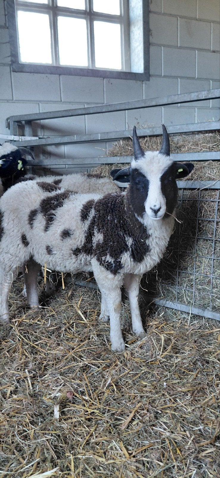Jacobschaap ooi en ramlammeren voor fokkerij, Dieren en Toebehoren, Schapen, Geiten en Varkens, Vrouwelijk, Schaap