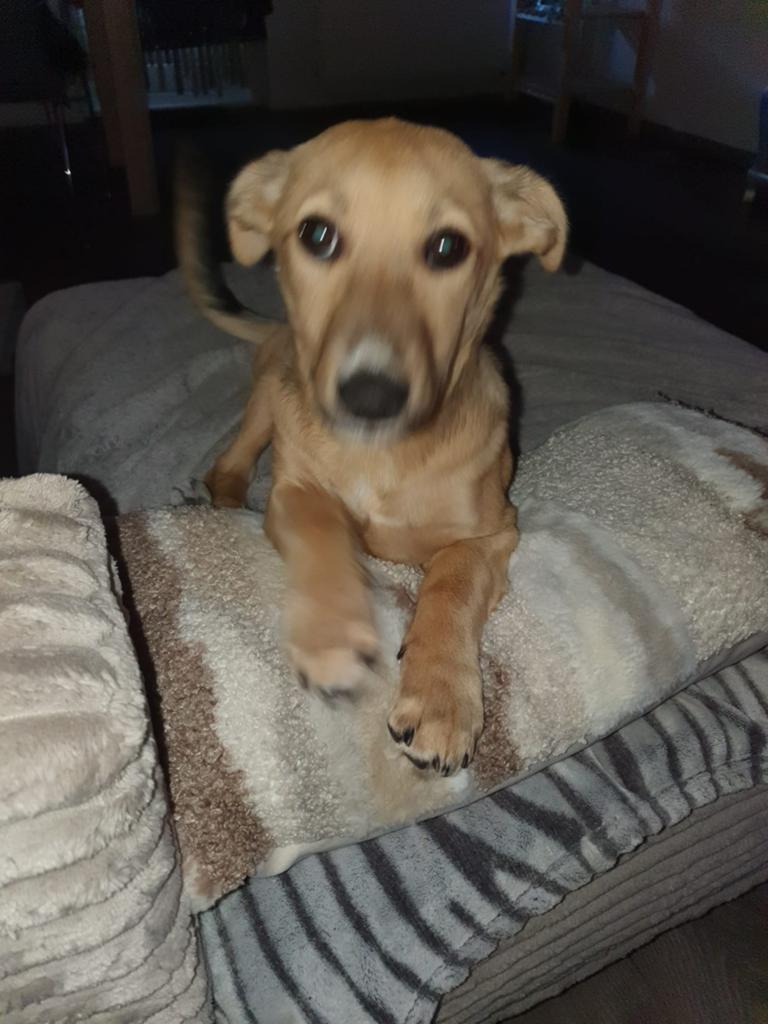 Britt zoek een lief huisje wie heeft er interesse, Particulier, 1 tot 2 jaar, Buitenland, Teef