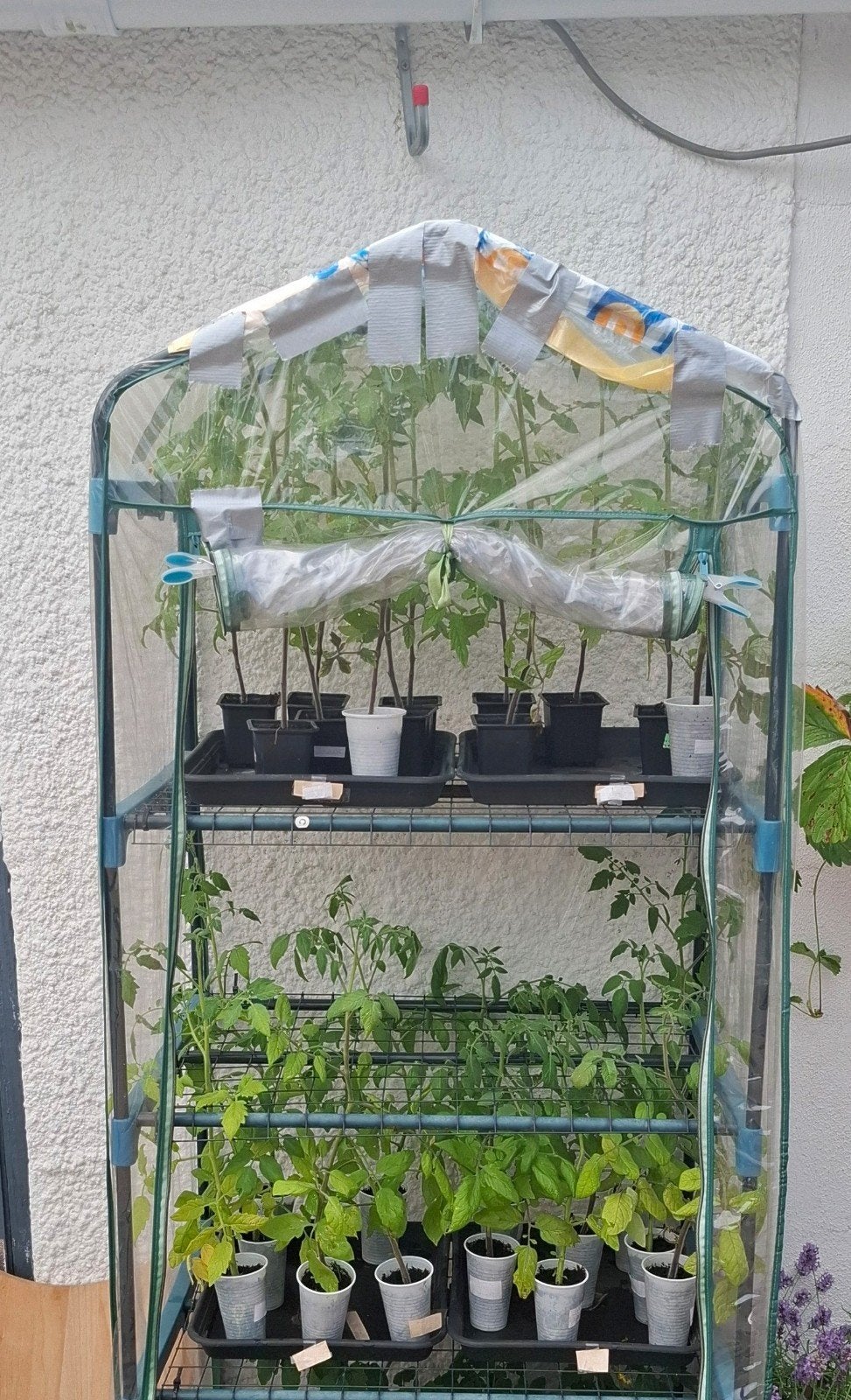 Planten, Ophalen, Eenjarig, Groenteplanten, Volle zon
