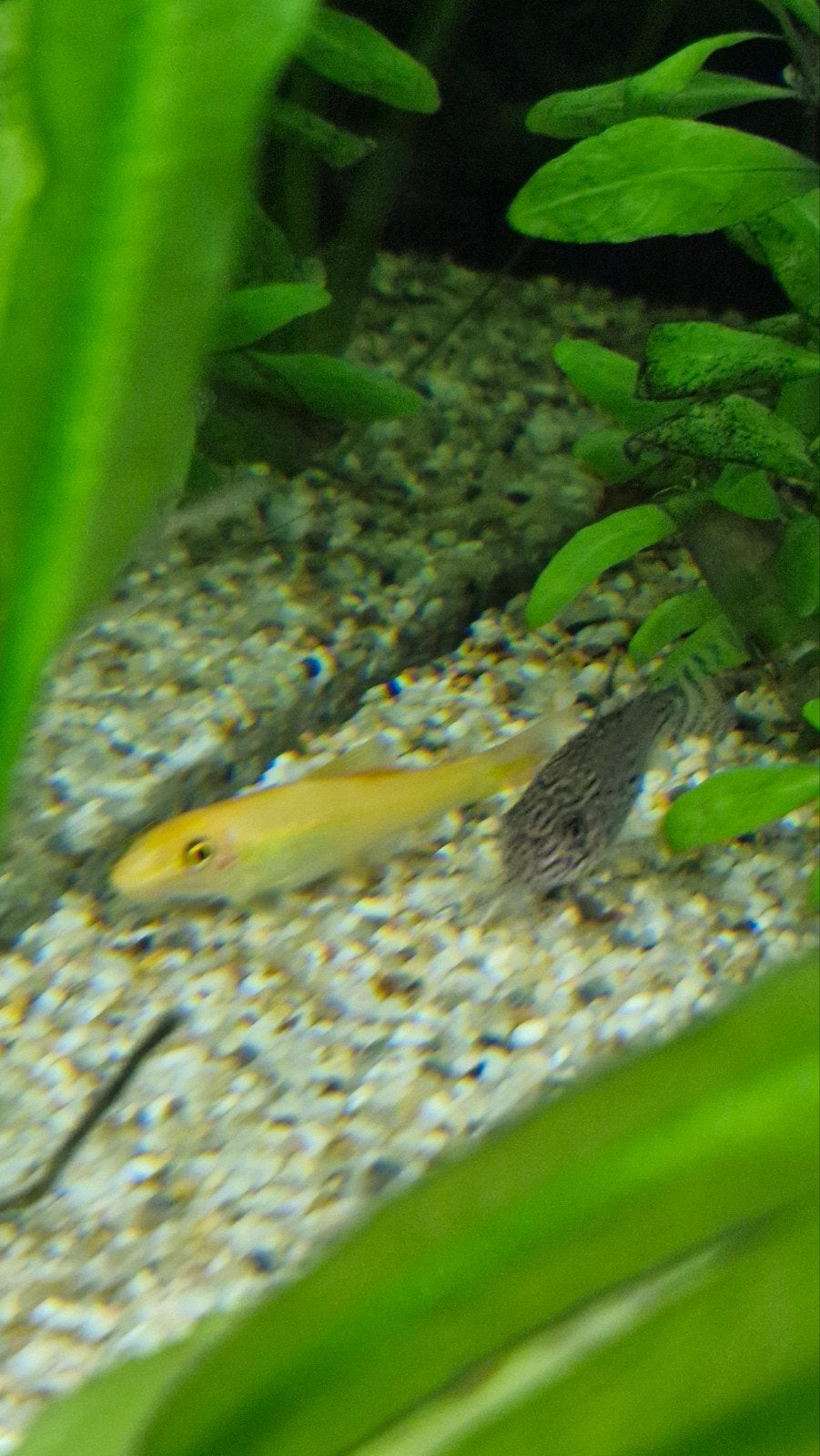 Chineese algeneters., Vis, Zoetwatervis