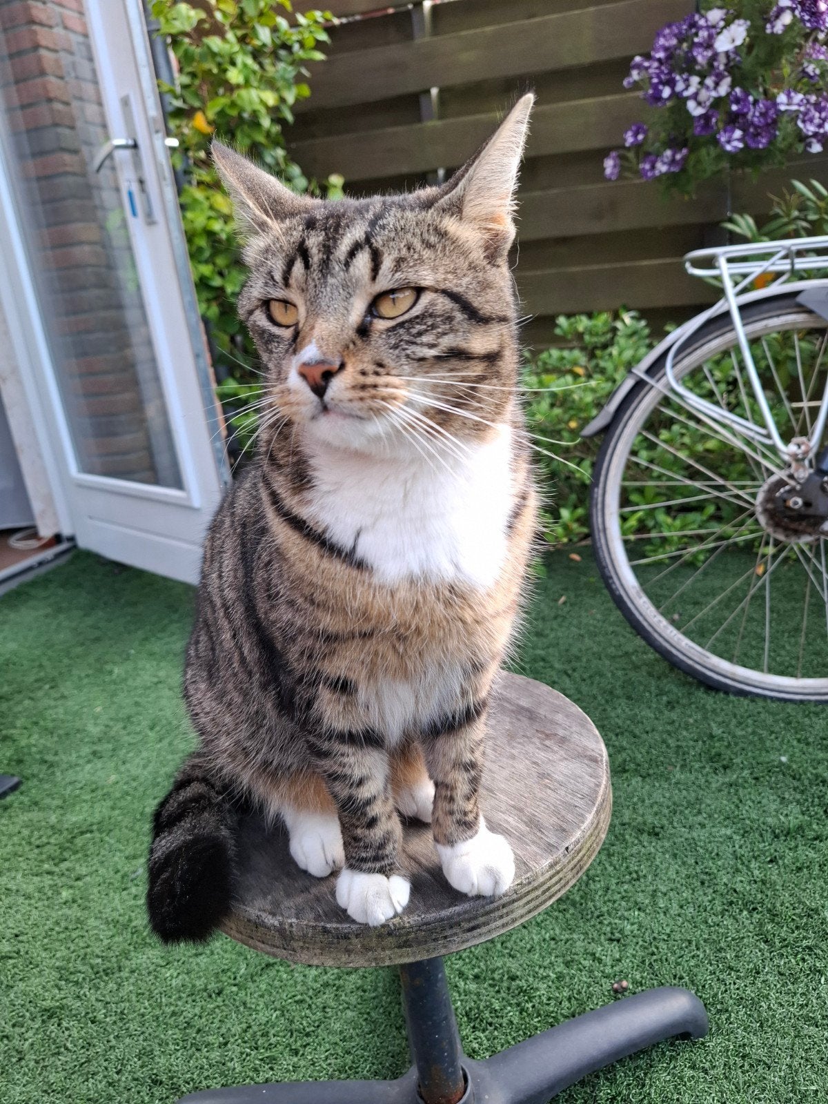 heb je deze kater mickey gezien laat het aub weten word erg, Dieren en Toebehoren, Vermiste en Gevonden Dieren