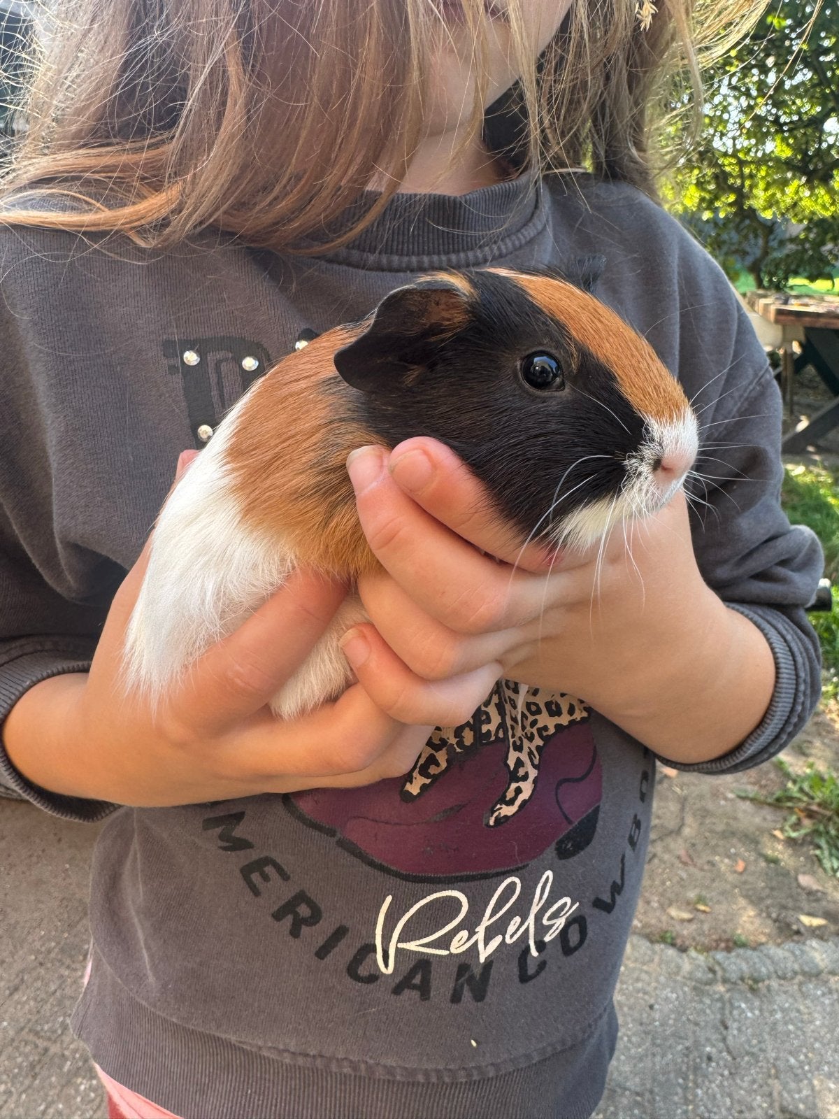 Cavia beertje, Dieren en Toebehoren, Cavia, Mannelijk, Tam, September