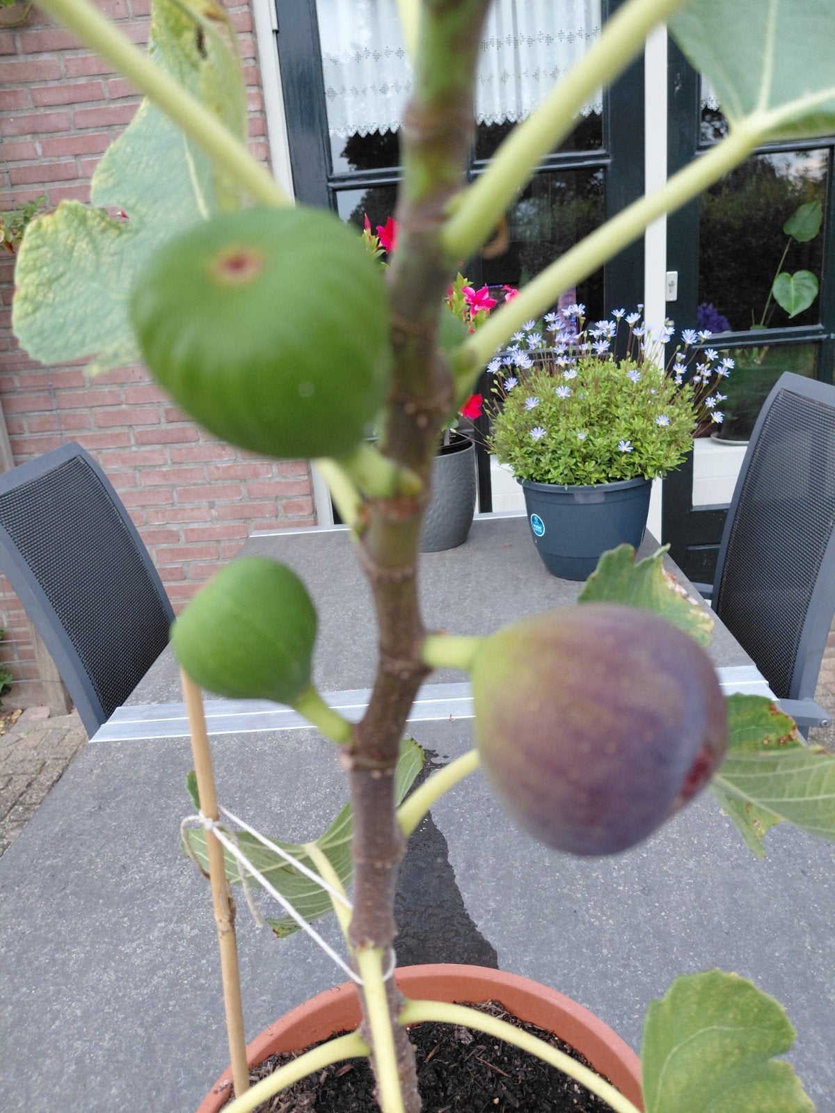 Vijgenboompje - Vaste plant met eetrijpe vijgen, Ophalen, Vaste plant, Fruitplanten