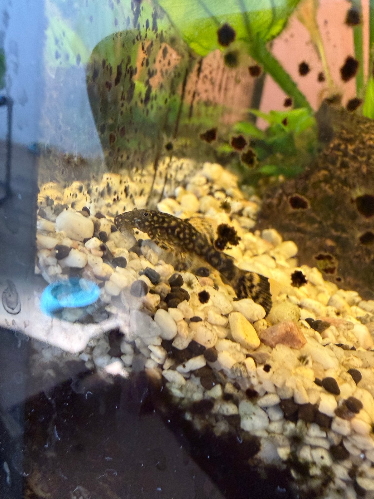 Borstelneus algeneters te koop, Dieren en Toebehoren