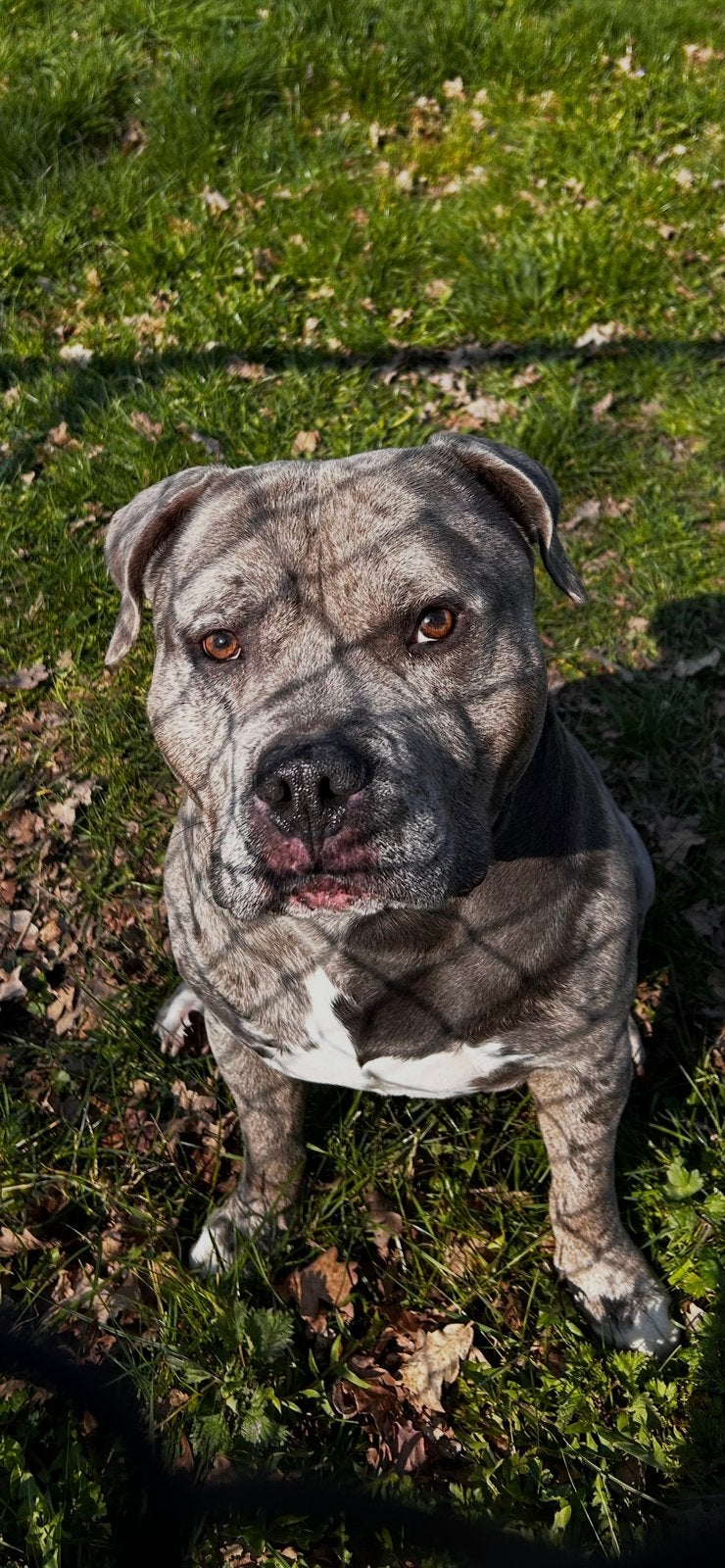Gezocht een nieuw huisje voor de allerliefste knuffel kont, Parvo, Reu, Eén hond, 3 tot 5 jaar