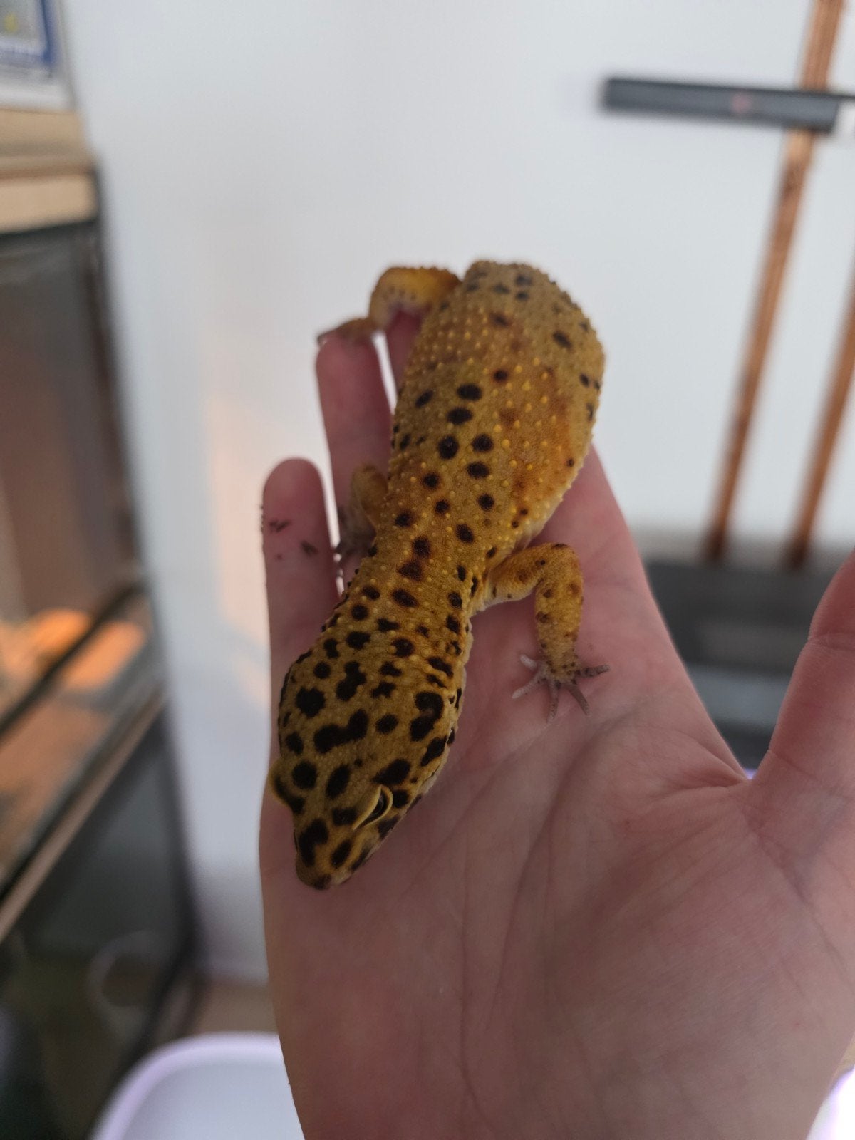 luipaardgekko man tangerine, Dieren en Toebehoren, Reptielen en Amfibieën, Hagedis, Tam, 3 tot 6 jaar