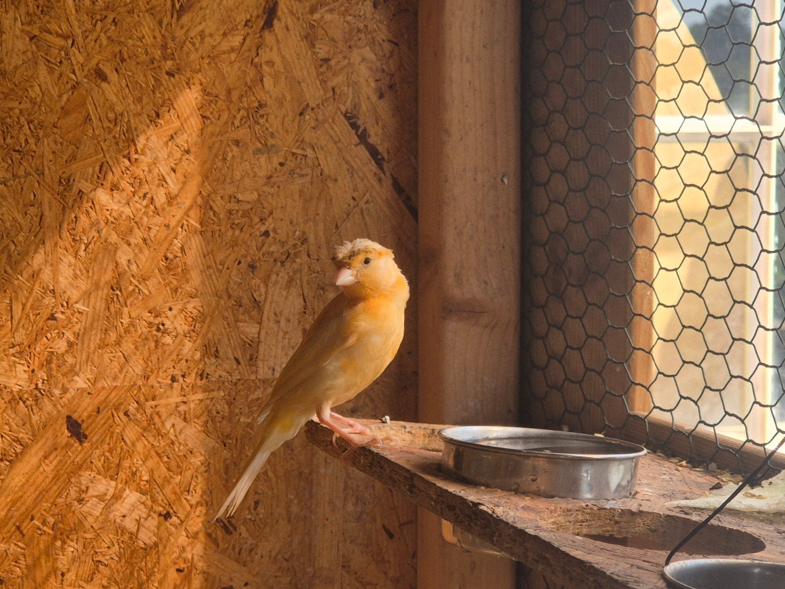Kanarie 2026, Dieren en Toebehoren, Vogels | Kanaries, Mannelijk, Kleurkanarie