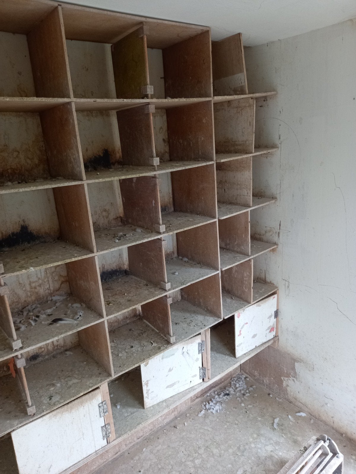 Duivenhok te koop, Meerdere dieren, Postduif